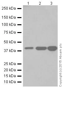 Western blot - Anti-SLP-2 antibody [EP18708] - BSA and Azide free (AB251098)