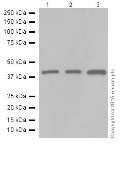 Western blot - Anti-SLP-2 antibody [EP18708] - BSA and Azide free (AB251098), expandable thumbnail