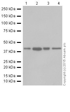 Western blot - Anti-SLP-2 antibody [EP18708] - BSA and Azide free (ab251098), expandable thumbnail