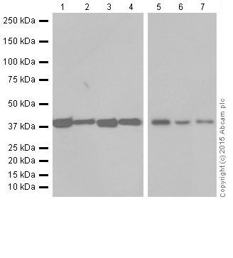 Western blot - Anti-SLP-2 antibody [EP18708] - BSA and Azide free (AB251098), expandable thumbnail