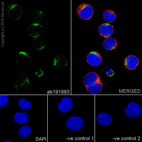 Immunocytochemistry/ Immunofluorescence - Anti-SLP-2 antibody [EPR18718] (ab191883), expandable thumbnail
