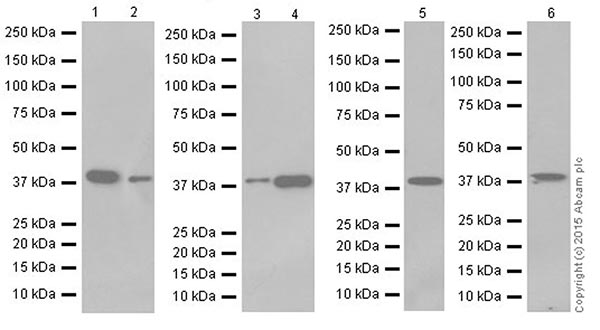 Western blot - Anti-SLP-2 antibody [EPR18718] (AB191883), expandable thumbnail