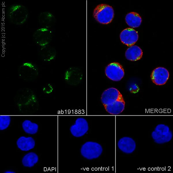 Immunocytochemistry/ Immunofluorescence - Anti-SLP-2 antibody [EPR18718] - BSA and Azide free (AB251097)
