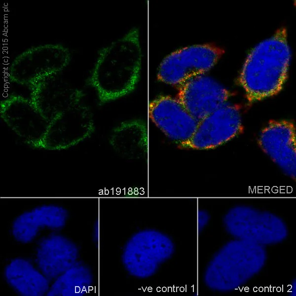 Immunocytochemistry/ Immunofluorescence - Anti-SLP-2 antibody [EPR18718] - BSA and Azide free (AB251097)