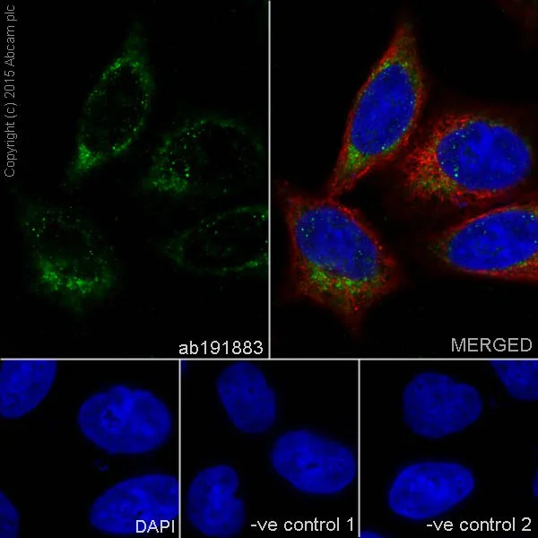 Immunocytochemistry/ Immunofluorescence - Anti-SLP-2 antibody [EPR18718] - BSA and Azide free (AB251097)