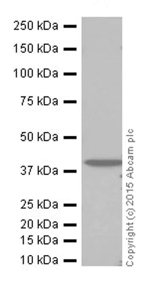 Western blot - Anti-SLP-2 antibody [EPR18718] - BSA and Azide free (AB251097)
