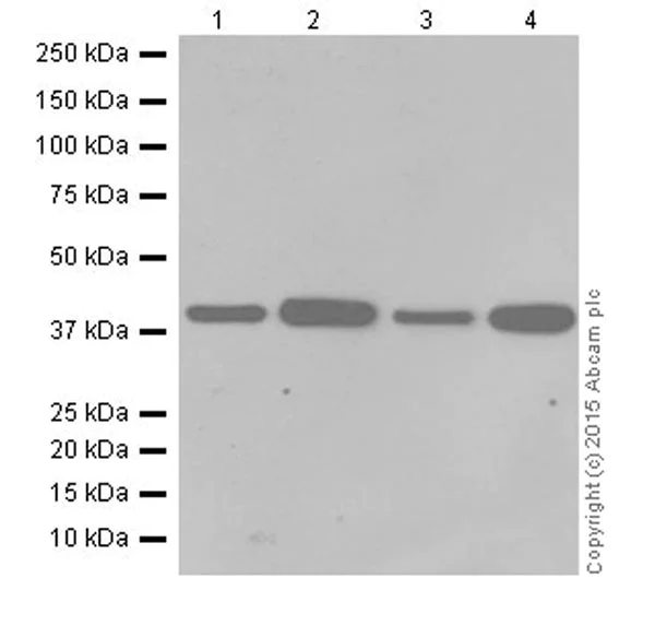 Western blot - Anti-SLP-2 antibody [EPR18718] - BSA and Azide free (AB251097)