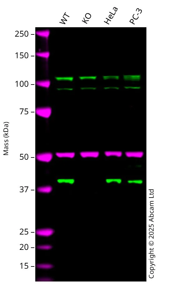 Western blot - Anti-SLP-2 antibody [EPR18718] - BSA and Azide free (AB251097)