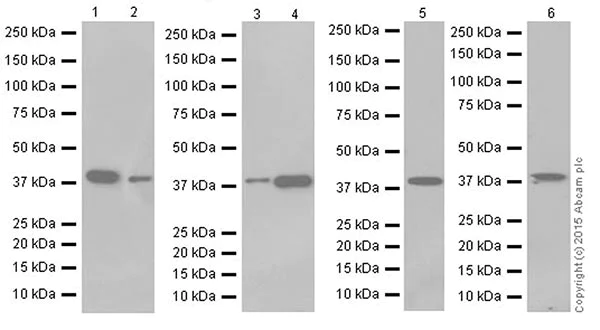Western blot - Anti-SLP-2 antibody [EPR18718] - BSA and Azide free (AB251097)