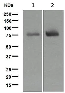 Western blot - Anti-SLP76 antibody [EPR2549(2)] - BSA and Azide free (AB247808)