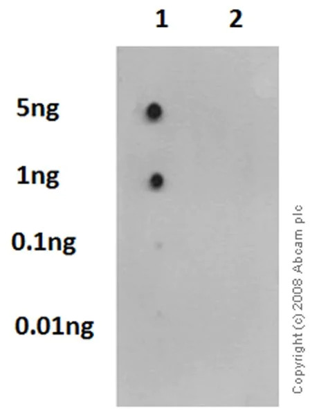 Dot Blot - Anti-SLP76 (phospho Y145) antibody [EP2853Y] - BSA and Azide free (AB206782)