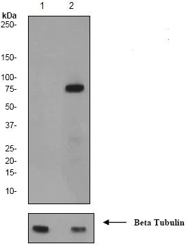 Western blot - Anti-SLP76 (phospho Y145) antibody [EP2853Y] - BSA and Azide free (AB206782)