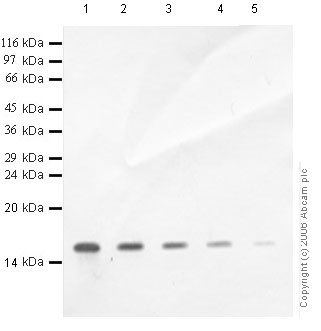 Western blot - Anti-SLPI antibody - Aminoterminal end (AB46763), expandable thumbnail