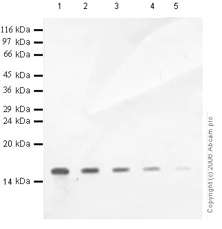 Western blot - Anti-SLPI antibody - Aminoterminal end (AB46763)