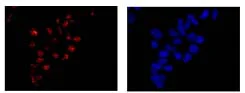Immunocytochemistry/ Immunofluorescence - Anti-SLU7 antibody [EPR11111] - BSA and Azide free (AB250374)