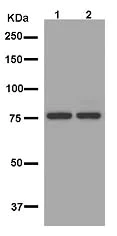 Western blot - Anti-SLU7 antibody [EPR11111] - BSA and Azide free (AB250374)