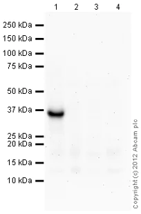 Western blot - Anti-SLUG antibody (AB106077)