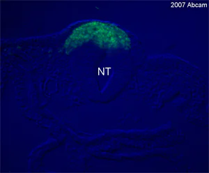 Immunohistochemistry (Frozen sections) - Anti-SLUG antibody (AB27568)