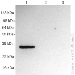 Western blot - Anti-SLUG antibody (AB27568)
