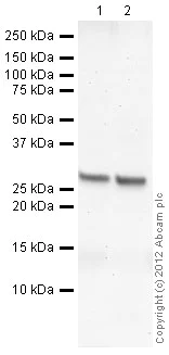 Western blot - Anti-SLUG antibody (AB27568)
