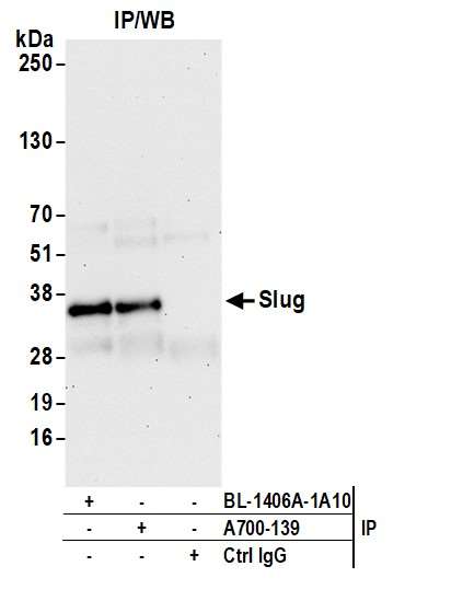 Immunoprecipitation - Anti-Slug antibody [BLR139H] - BSA free (AB314086), expandable thumbnail