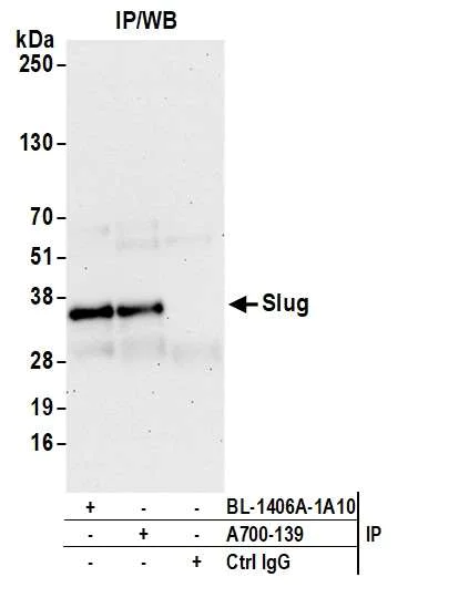 Immunoprecipitation - Anti-Slug antibody [BLR139H] - BSA free (AB314086)