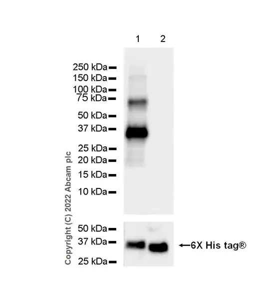 Western blot - Anti-SLUG antibody [EPR25113-46] - BSA and Azide free (AB302781)