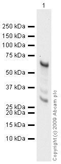 Western blot - Anti-SLUG antibody [mAbcam51772] (AB51772), expandable thumbnail