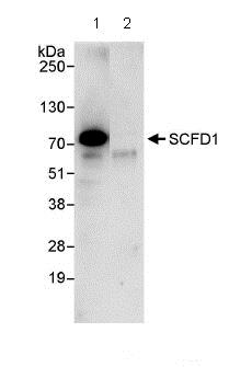 Immunoprecipitation - Anti-Sly1 antibody (AB86594)