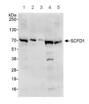 Western blot - Anti-Sly1 antibody (AB86594)
