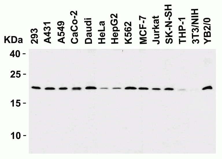 Western blot - Anti-Smac/Diablo antibody (AB8114)