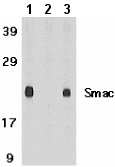 Western blot - Anti-Smac/Diablo antibody (AB8115)