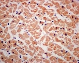 Immunohistochemistry (Formalin/PFA-fixed paraffin-embedded sections) - Anti-Smac/Diablo antibody [EPR10934] (AB174284)