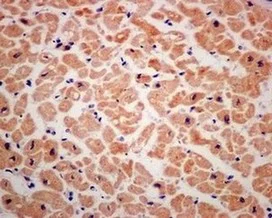 Immunohistochemistry (Formalin/PFA-fixed paraffin-embedded sections) - Anti-Smac/Diablo antibody [EPR10934] (AB174284)