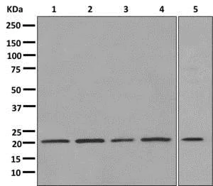 Western blot - Anti-Smac/Diablo antibody [EPR10934] - BSA and Azide free (AB249794)