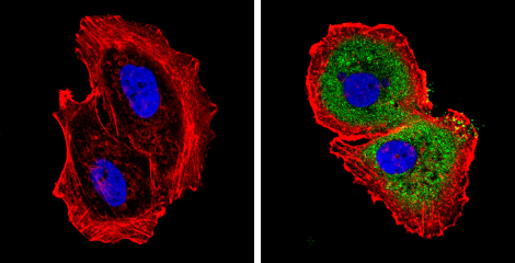 Immunocytochemistry/ Immunofluorescence - Anti-Smac/Diablo antibody [SMAC 17 1-87] (ab111893), expandable thumbnail