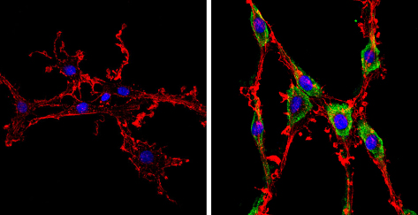 Immunocytochemistry/ Immunofluorescence - Anti-Smac/Diablo antibody [SMAC 17 1-87] (ab111893), expandable thumbnail