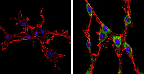 Immunocytochemistry/ Immunofluorescence - Anti-Smac/Diablo antibody [SMAC 17 1-87] (AB111893)