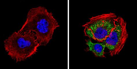 Immunocytochemistry/ Immunofluorescence - Anti-Smac/Diablo antibody [SMAC 17 1-87] (AB111893), expandable thumbnail