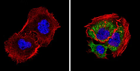 Immunocytochemistry/ Immunofluorescence - Anti-Smac/Diablo antibody [SMAC 17 1-87] (AB111893)
