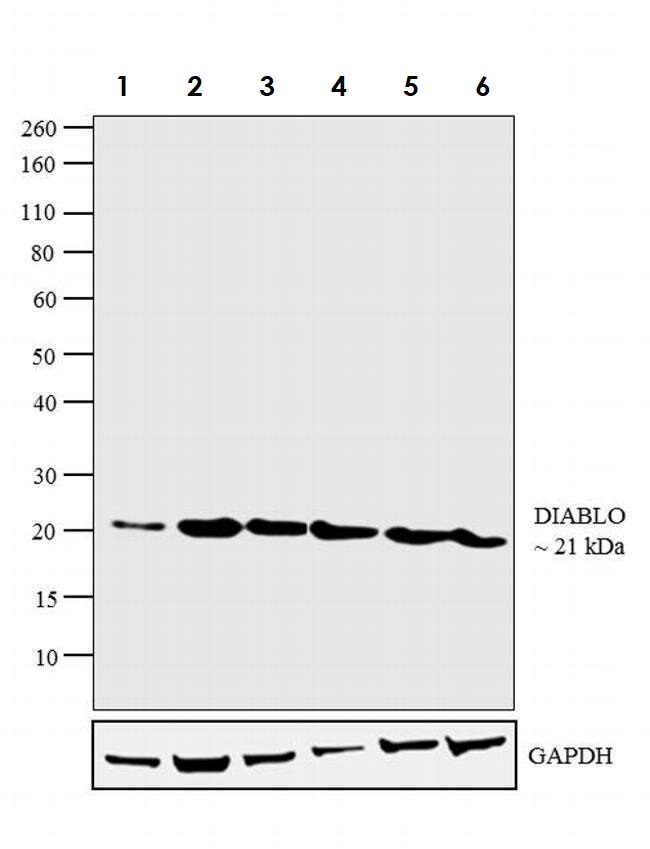 Western blot - Anti-Smac/Diablo antibody [SMAC 17 1-87] (AB111893), expandable thumbnail