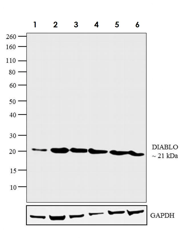 Western blot - Anti-Smac/Diablo antibody [SMAC 17 1-87] (AB111893)