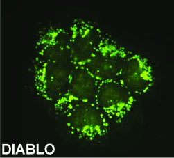 Immunocytochemistry/ Immunofluorescence - Anti-Smac/Diablo antibody [Y12] (AB32023)
