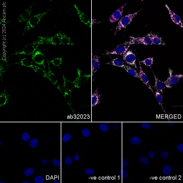 Immunocytochemistry/ Immunofluorescence - Anti-Smac/Diablo antibody [Y12] (ab32023), expandable thumbnail