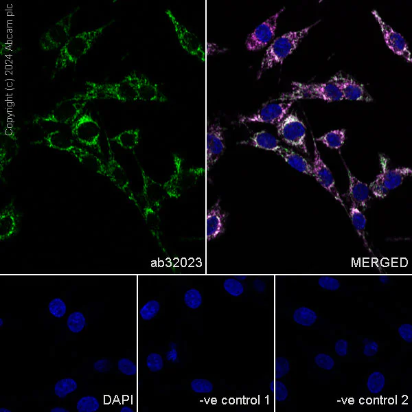 Immunocytochemistry/ Immunofluorescence - Anti-Smac/Diablo antibody [Y12] (AB32023)