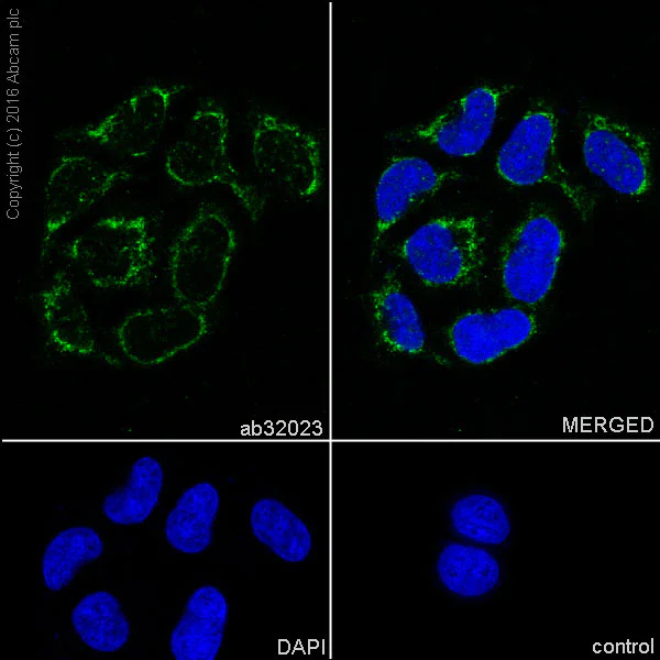 Immunocytochemistry/ Immunofluorescence - Anti-Smac/Diablo antibody [Y12] (AB32023)