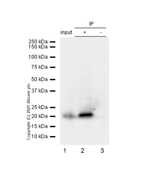 Immunoprecipitation - Anti-Smac/Diablo antibody [Y12] (AB32023), expandable thumbnail