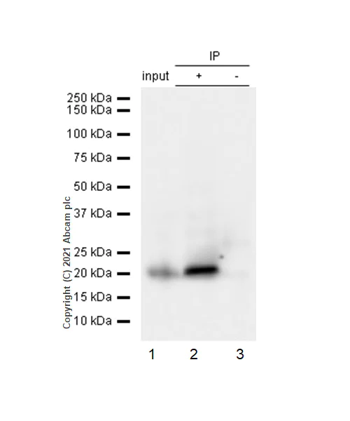 Immunoprecipitation - Anti-Smac/Diablo antibody [Y12] (AB32023)