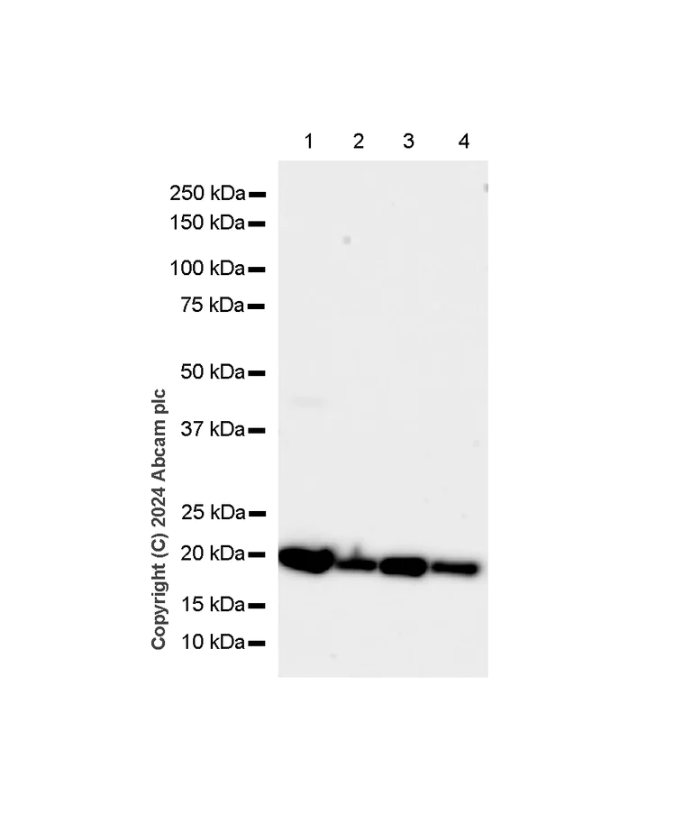 Western blot - Anti-Smac/Diablo antibody [Y12] (AB32023)