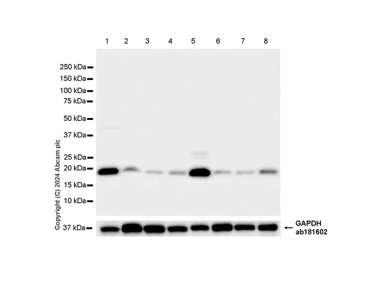 Western blot - Anti-Smac/Diablo antibody [Y12] (AB32023)